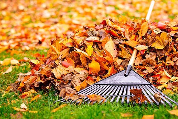 Lawn Care: Leaf Removal (Seasonal Clean-Up)