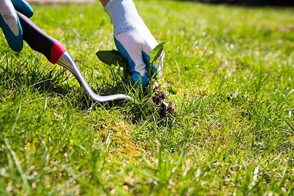 Lawn Care: Weed Control